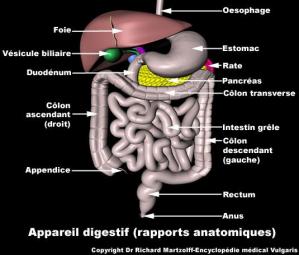 Appareil digestif rapports anatomiques