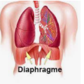 Diaphragme
